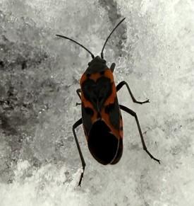 wit-bug-mystery.jpg thumbnail