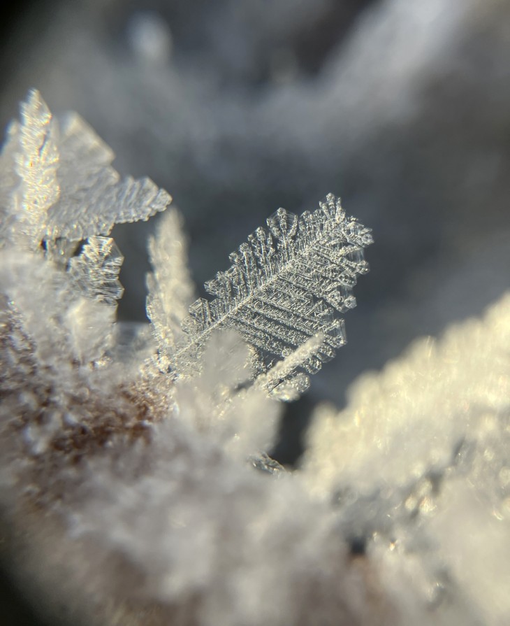 Ice feather Image