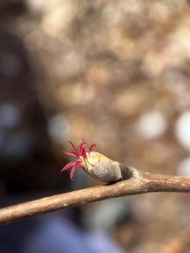 Mystery photo thumbnail