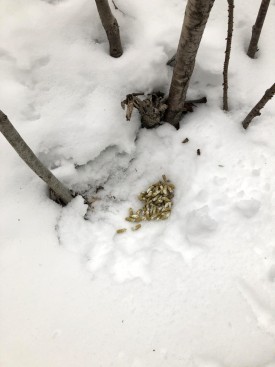 wit-mystery-scat.jpg thumbnail