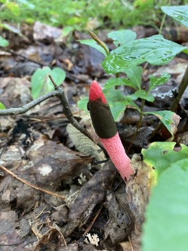 Mystery photo thumbnail