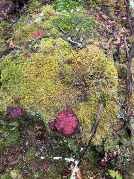 Shiny red growth thumbnail