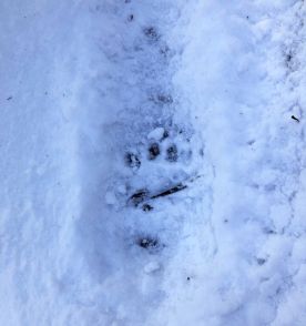 wit-snowy-footstep.jpg thumbnail