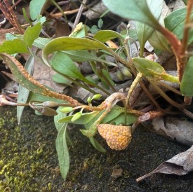 wit-strange-spots.jpg thumbnail