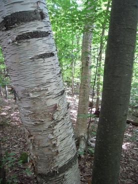 WITWIT-aug31.jpg thumbnail