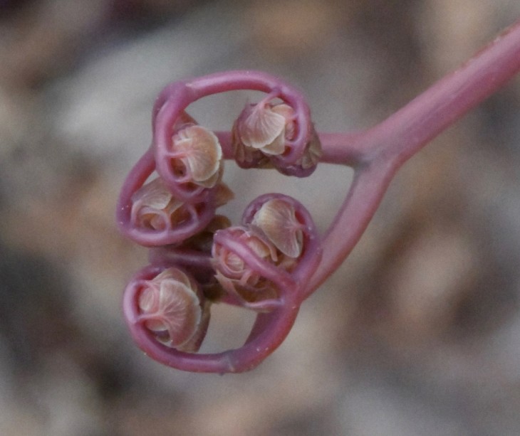 Mystery Unfolding Image