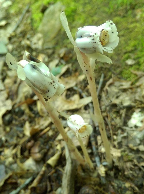 WITWIT-july-7-17.jpg Image