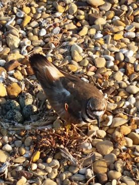 WITWIT-july6-18.jpg thumbnail