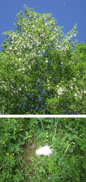 WITWIT-june23-17.jpg thumbnail