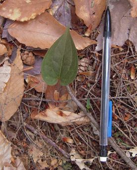 WITWIT-may-11-18-web.jpg thumbnail