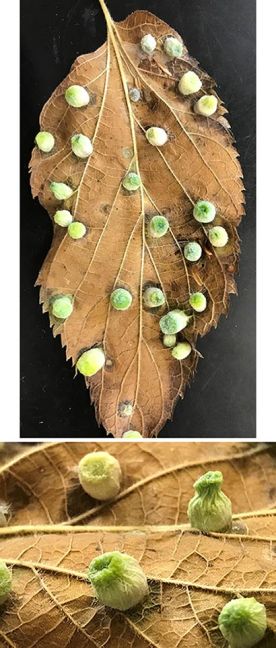 WITWIT-sept14.jpg thumbnail