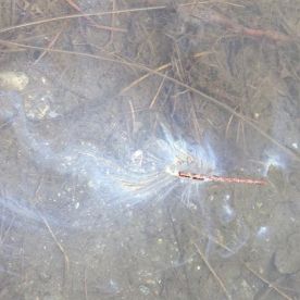 WITWIT-stick-boat.jpg thumbnail