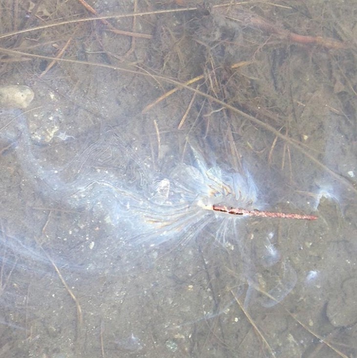 WITWIT-stick-boat.jpg Image