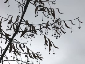 Tree mystery thumbnail