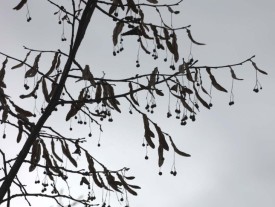 Tree mystery thumbnail