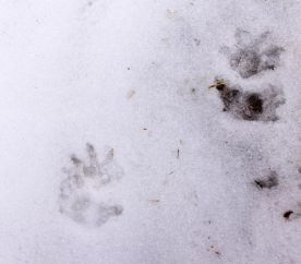 Mystery photo thumbnail