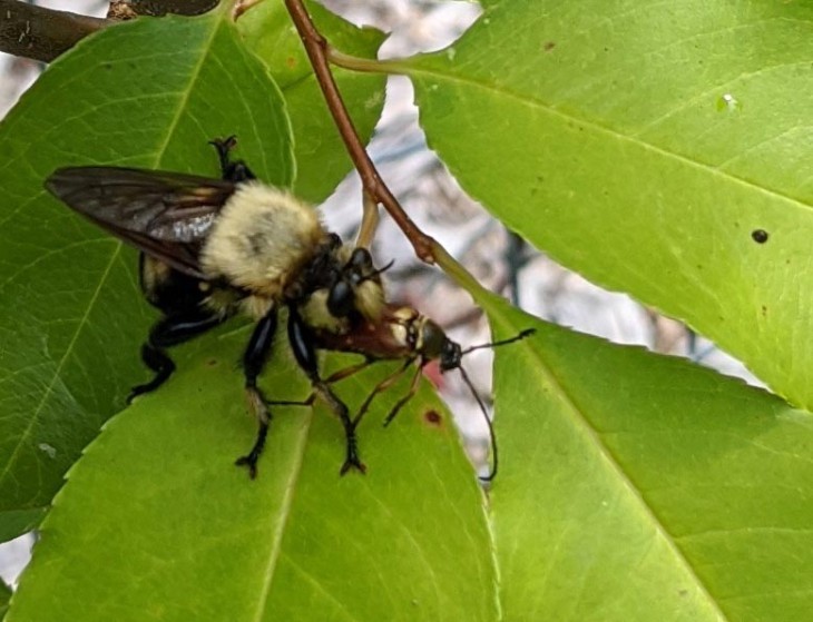 Buzzin' Puzzle Image