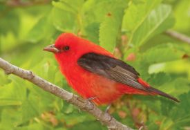 WOOD_AUT11_53.jpg thumbnail