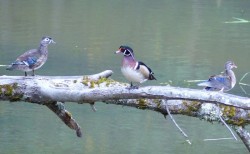 wood_ducks_on_tree_sm_w20.jpg