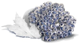 Wood frog eggs thumbnail