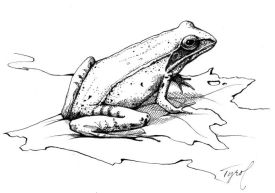 Wood_frog_web.jpg thumbnail