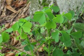 wood_sorrel_sum16.jpg thumbnail