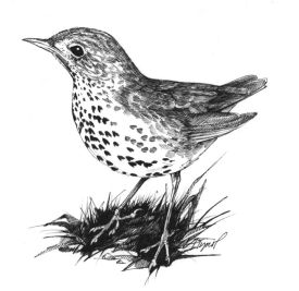 Wood_Thrush.jpg thumbnail
