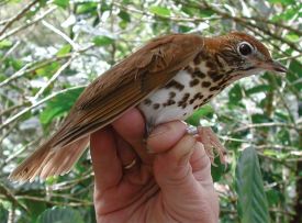 Wood_Thrush_DiscoveriesSpr17.jpg thumbnail