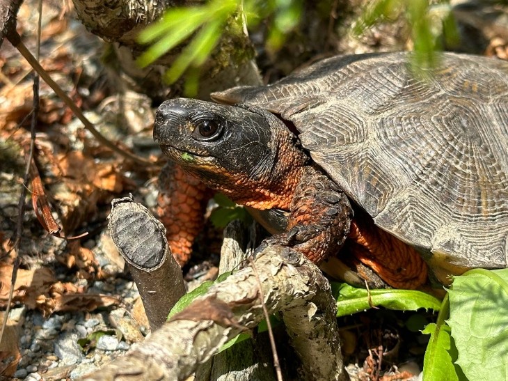 Wood turtle