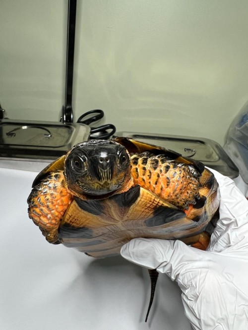 Wood turtle patient