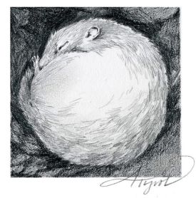 woodchuck_w.jpg thumbnail