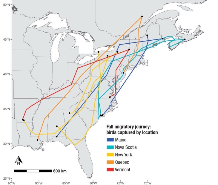 Woodcock migration map