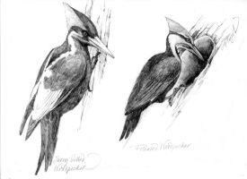 Woodpeckers.jpg thumbnail