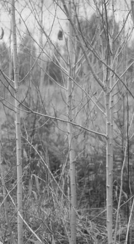 WoodsWhys.jpg thumbnail