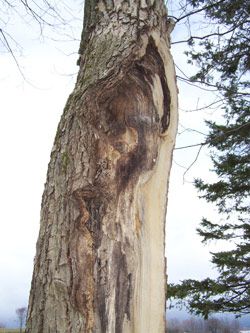 woodswise_pic.jpg thumbnail