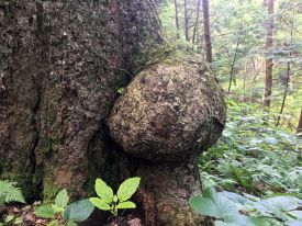 Yellow Birch Gall thumbnail