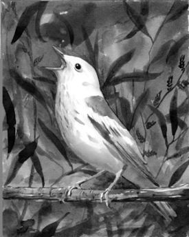 yellow_warbler_cropped.jpg thumbnail