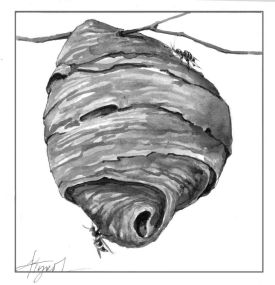 Yellowjacket_web.jpg thumbnail