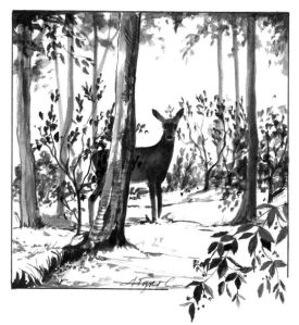 young_forests.jpg thumbnail