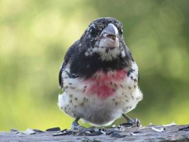 young_grosbeak_web.jpg thumbnail