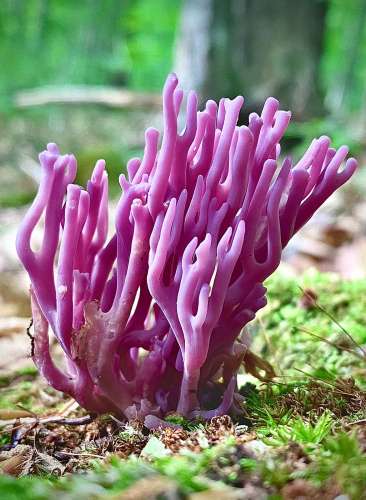 Violet coral