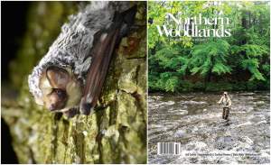 Summer Bat Habitat thumbnail