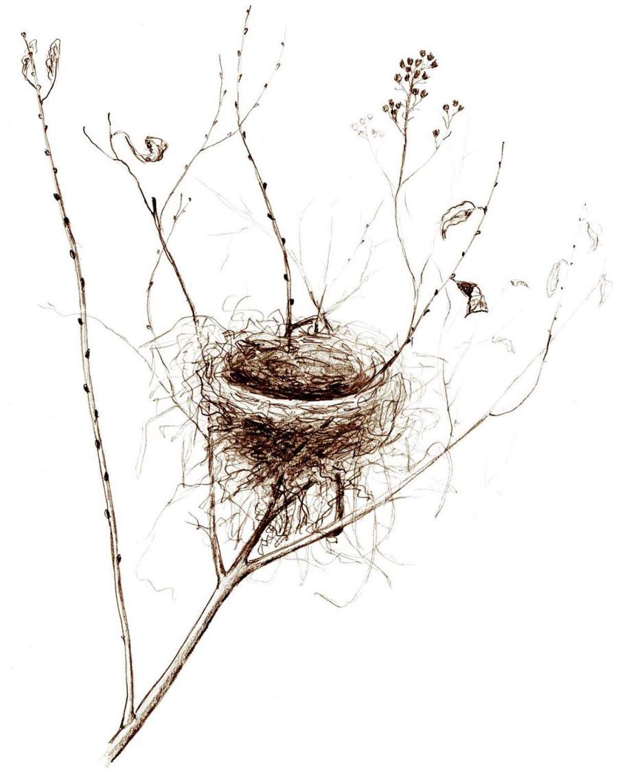 Bird Nest Study Print #6
