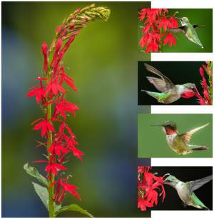 Hummingbirds & Cardinal Flowers: A Pollination Tale thumbnail