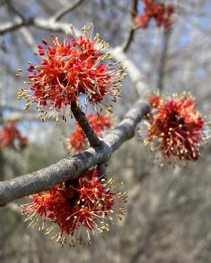 Red Maples Flowering thumbnail