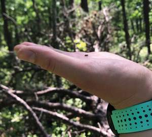 Southern Pine Beetle Found in Maine and New Hampshire thumbnail