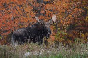 Genetic Diversity of Moose in the Northeast thumbnail