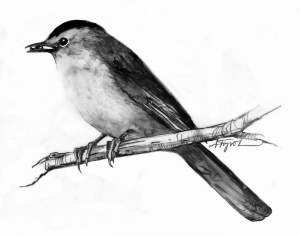 The Many Songs and Sounds of the Gray Catbird thumbnail