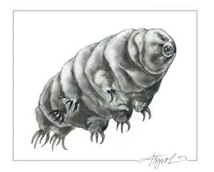 The Incredible Resilience of Water Bears thumbnail