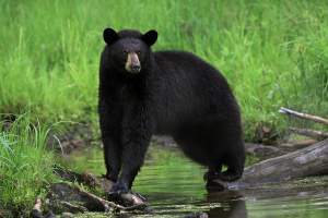 Tracking Tips: Grazing Bears thumbnail